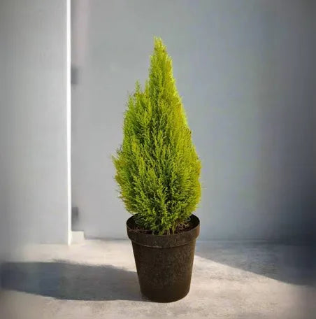 Cypress Plants: Everything You Need to Know About Growing These Timeless Evergreens