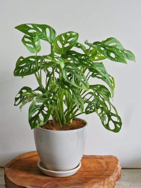 Plant Care Guide #3: Monstera Deliciosa (Swiss Cheese Plant)