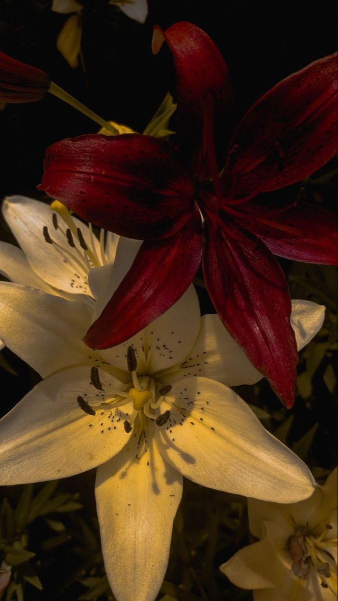 5 Easy Tips To Keep Indoor Plants Healthy