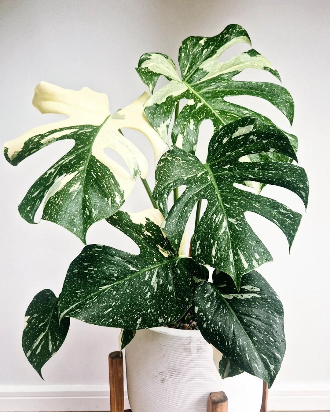 Statement Plants