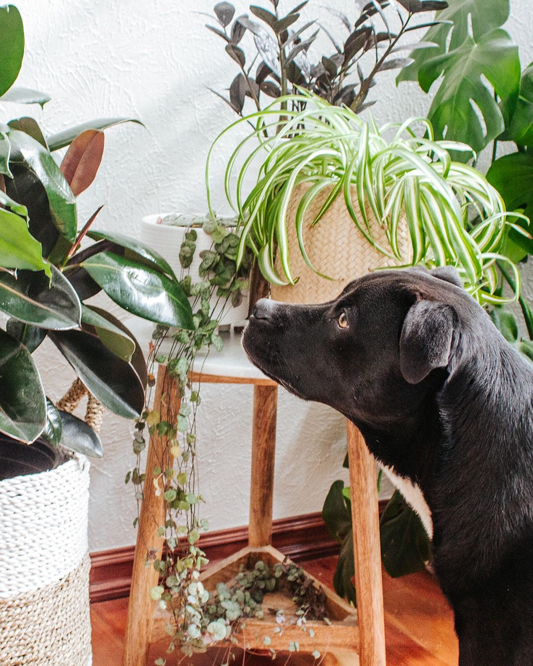 Pet Friendly Plants