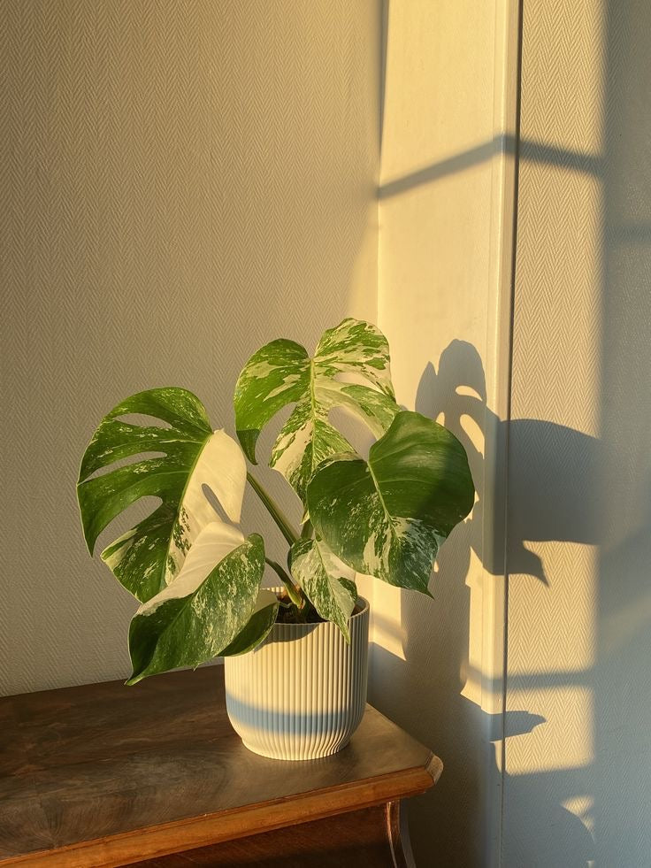 Air Purifying Bundle