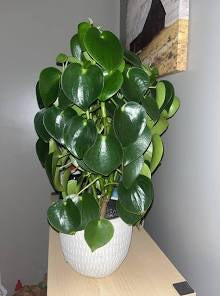 Medium - Peperomia Raindrop