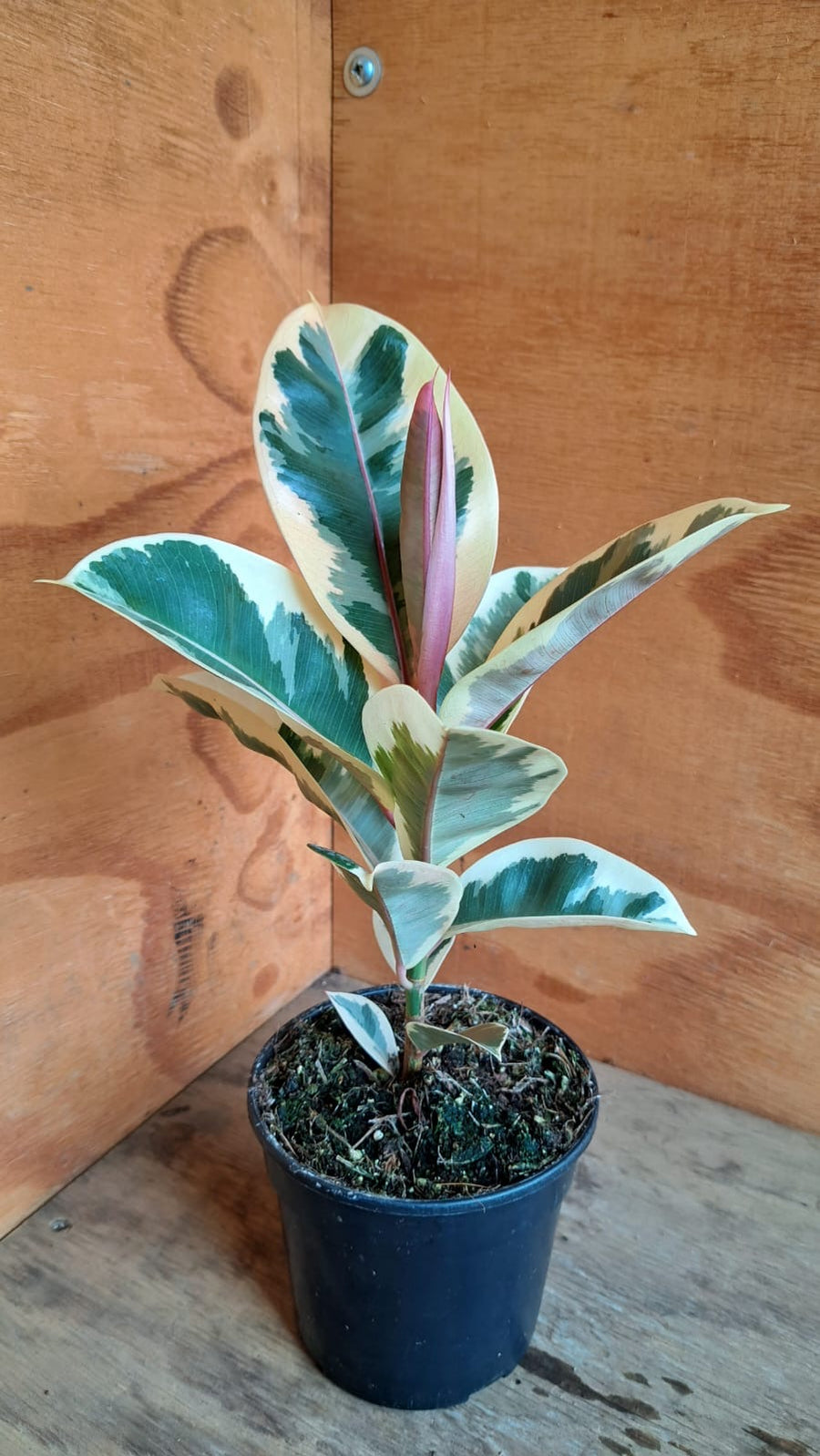 Ficus Elastica Tineke