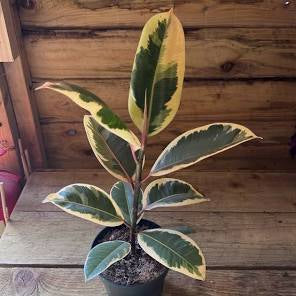 Medium - Ficus Elastica Tineke
