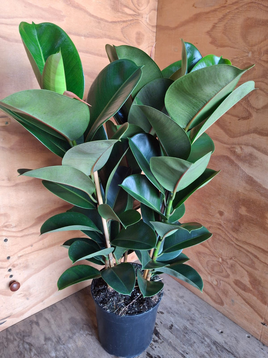 Ficus Elastica Robusta