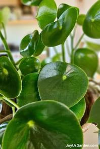 Medium - Peperomia Raindrop
