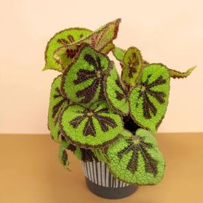 Begonia Iron Cross