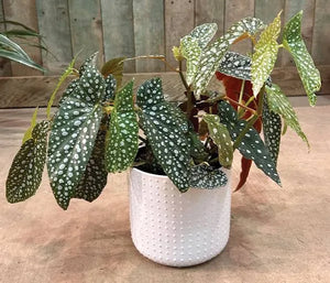 Begonia Polka Dot