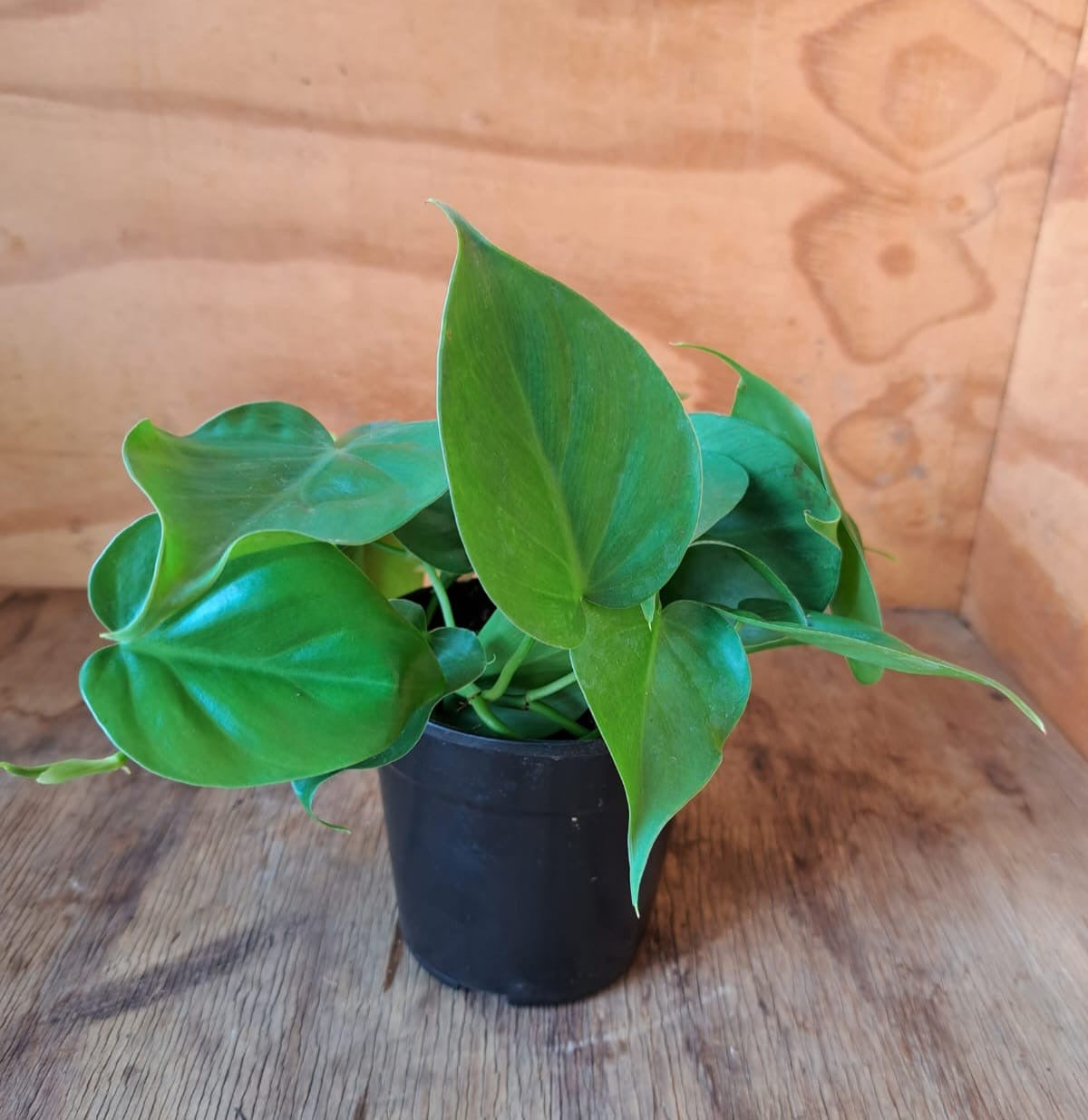 Philodendron Scandens