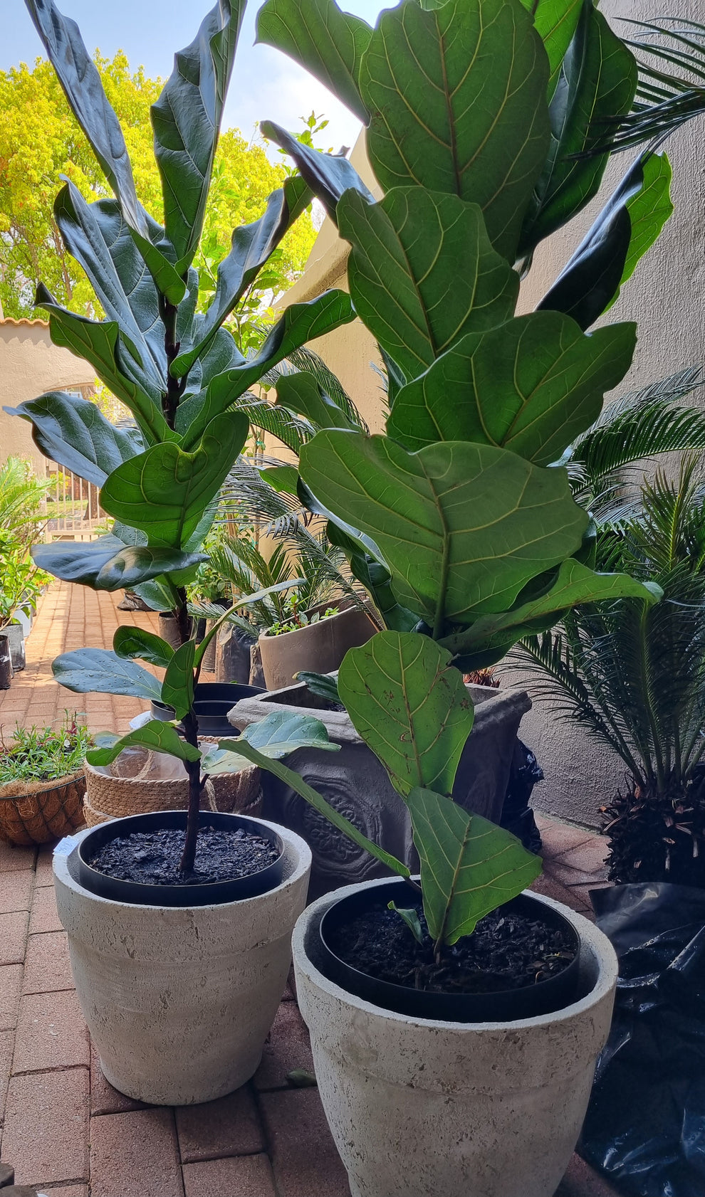 Ficus Lyrata - 1 plant