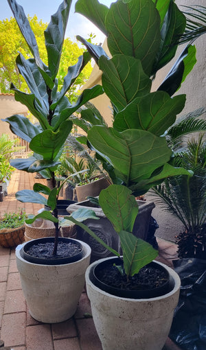 Ficus Lyrata - 1 plant