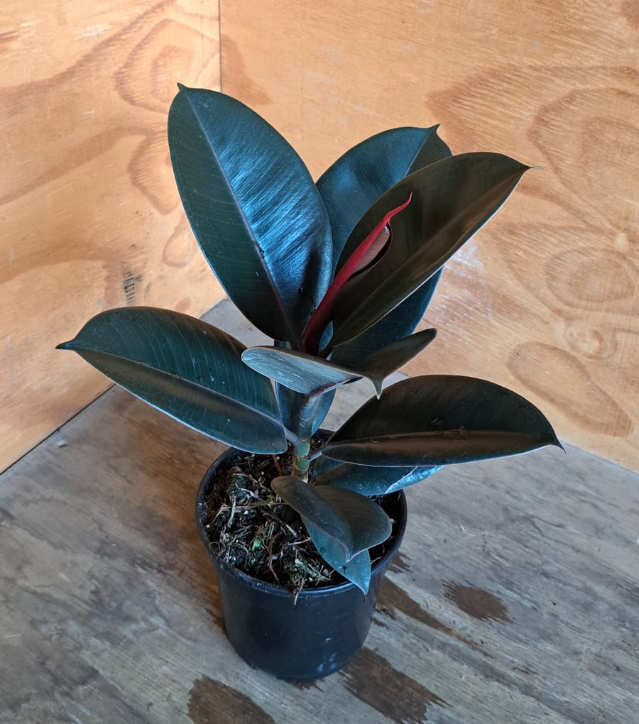 Ficus Elastica Abidjan