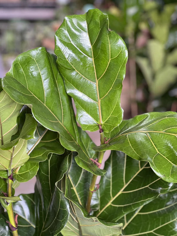 XL Fiddle Leaf Fig 3pp