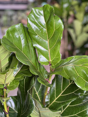 XL Fiddle Leaf Fig 3pp