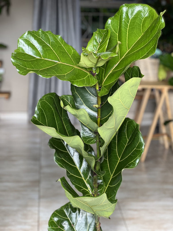 Ficus Lyrata - 1 plant
