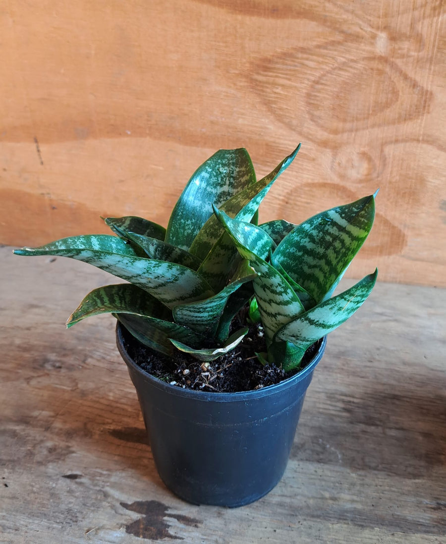 Small - Sansevieria