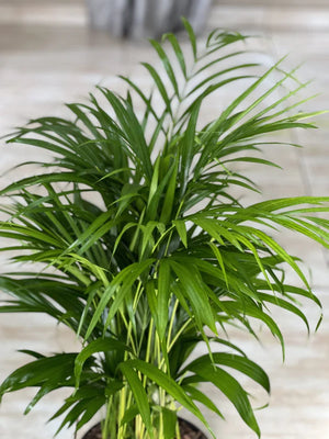 Large Bamboo Palm