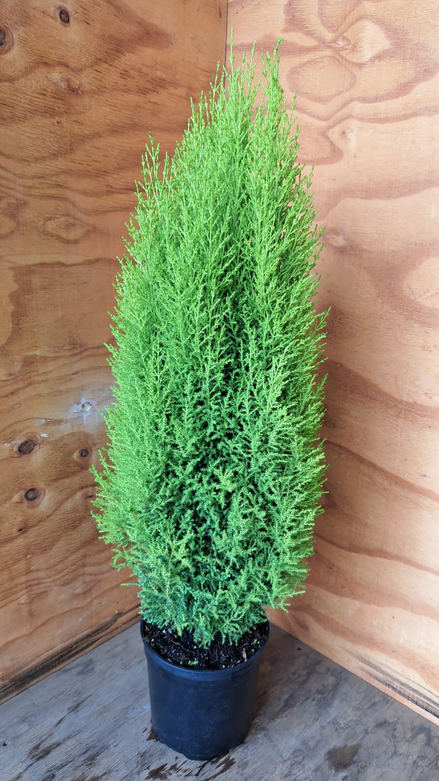 Cupressus