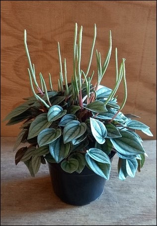 Peperomia Napoli Nights