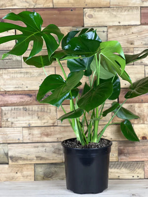 Large Monstera Deliciosa