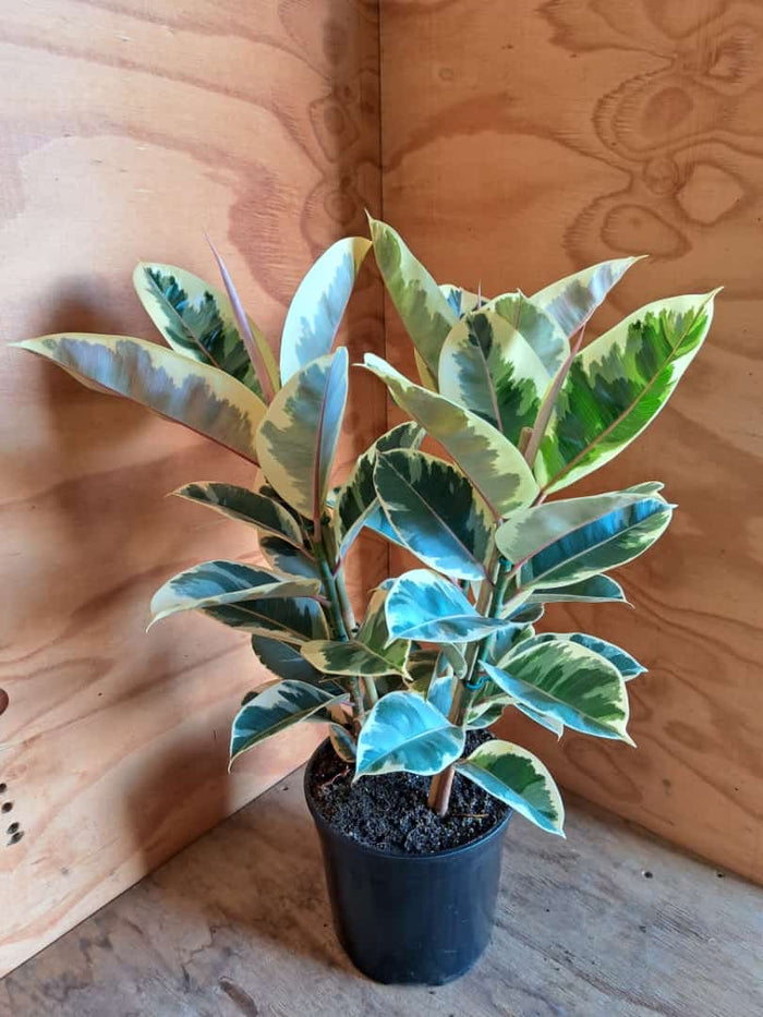 Ficus Elastica Tineke - 3 plants / pot