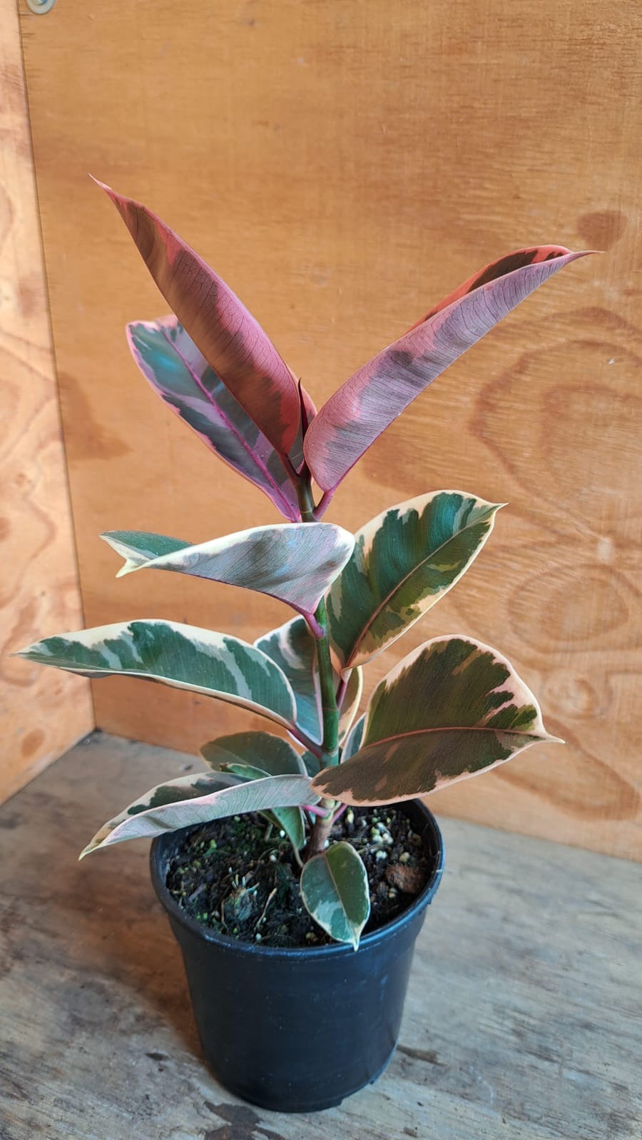 Ficus Elastica Ruby