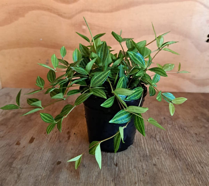 Peperomia Angulata