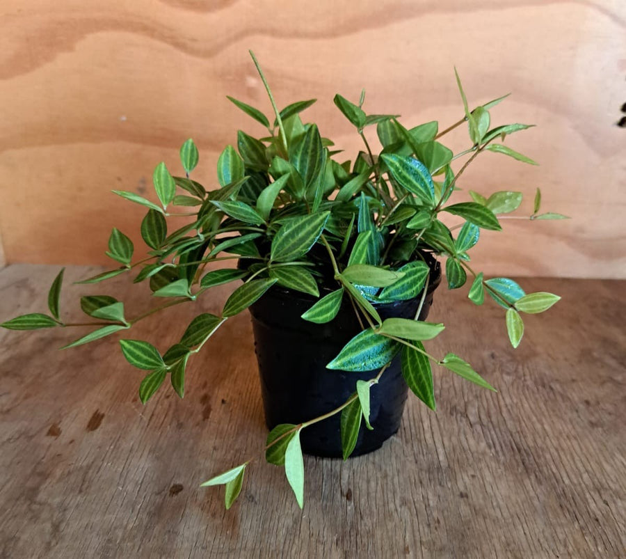 Peperomia Angulata