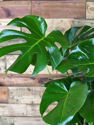 Monstera Deliciosa