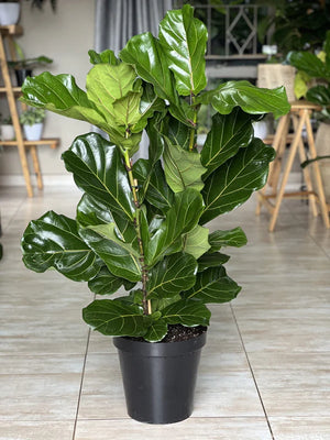 XL Fiddle Leaf Fig 3pp