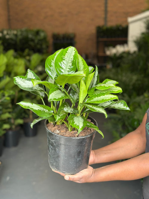 Aglaonema Pattaya Beauty – Classic