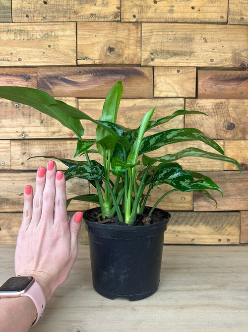 Aglaonema Maria