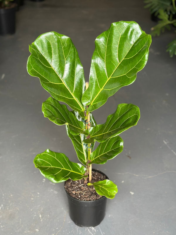 Ficus Lyrata