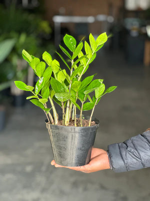Small ZZ Plant