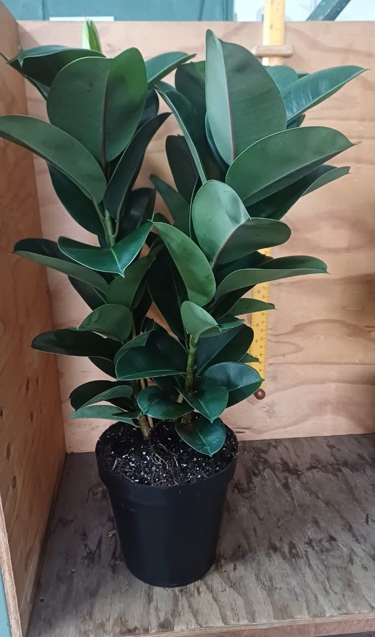 Ficus Elastica Robusta - 3 plants / pot