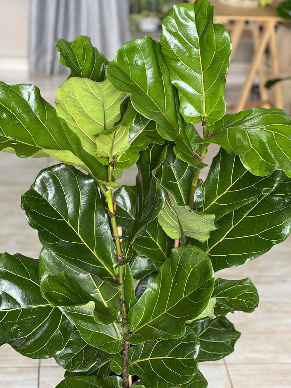 XL Fiddle Leaf Fig 3pp