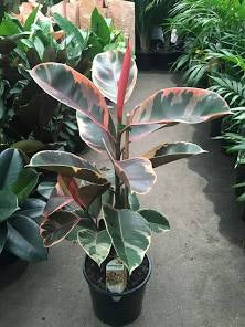 Medium - Ficus Elastica Ruby