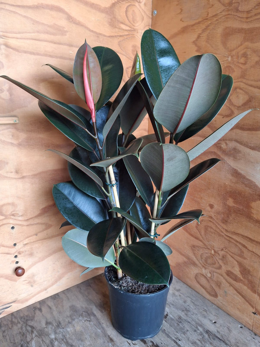 Medium - Ficus Elastica Abidjan