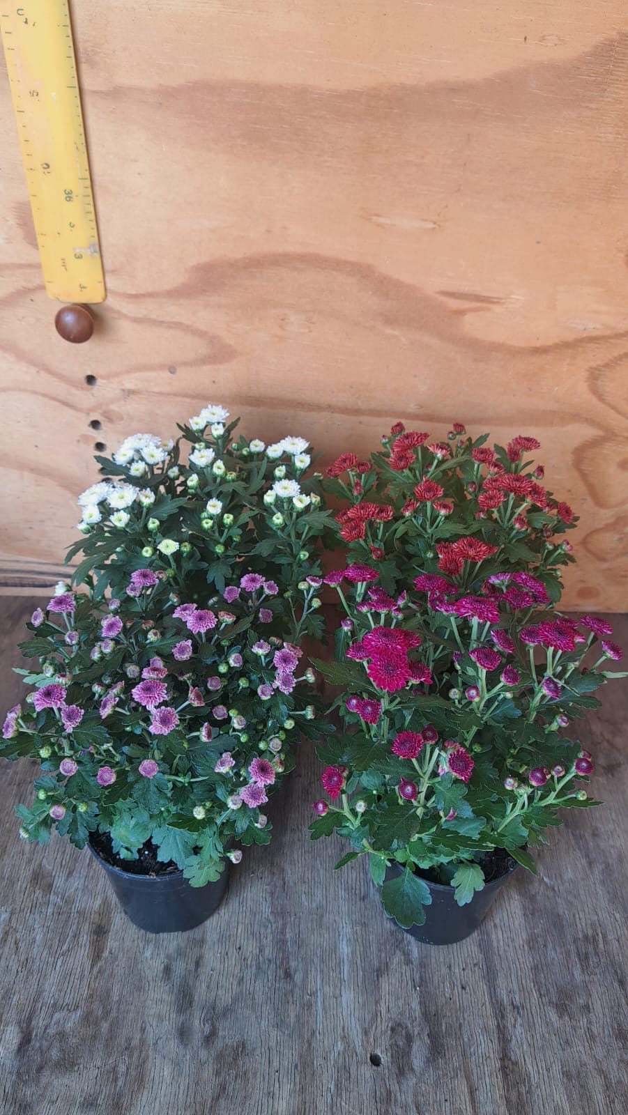 Chrysanthemum Smarties