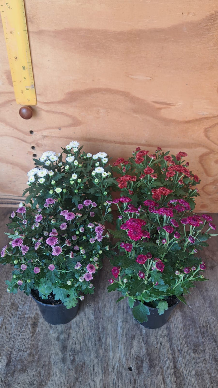 Chrysanthemum Smarties
