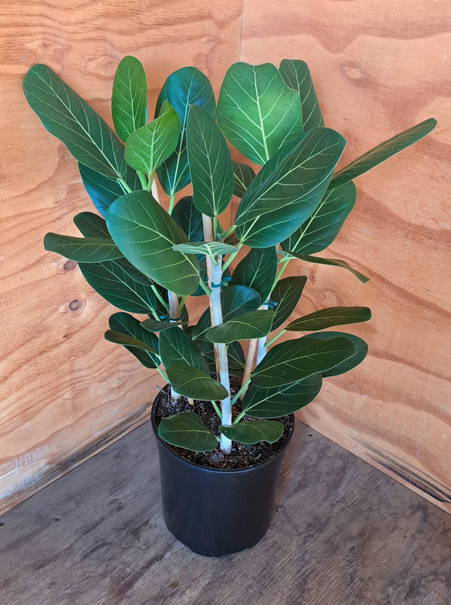 Medium - Ficus Audrey