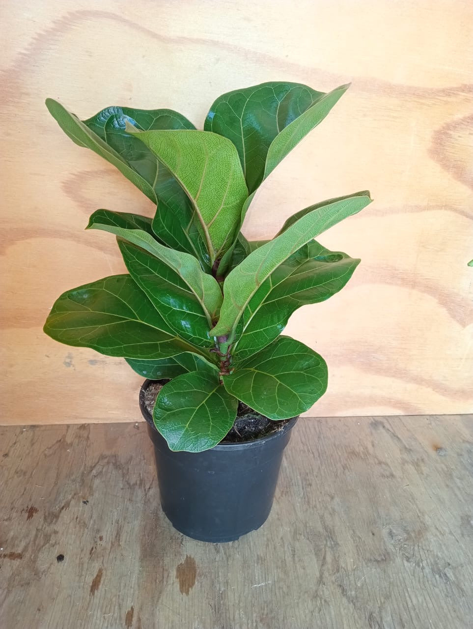 Ficus Lyrata Bambino