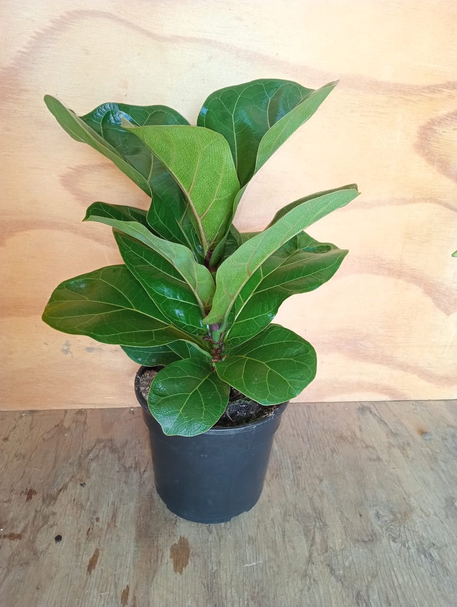 Ficus Lyrata Bambino