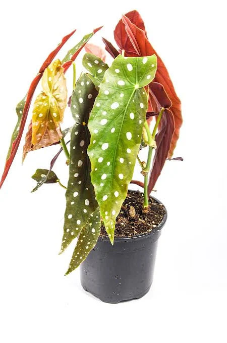 Medium - Begonia Polka Dot