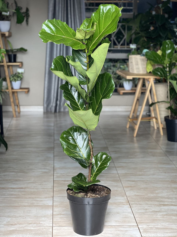 Ficus Lyrata - 1 plant