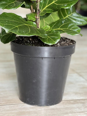XL Fiddle Leaf Fig 3pp