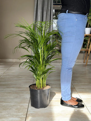 Large Bamboo Palm