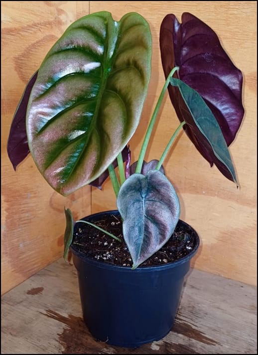 Alocasia Red Secret