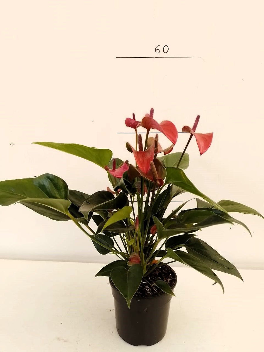 Anthurium